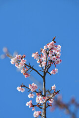 寒桜