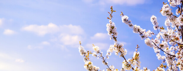 weiße baumblüte im frühling