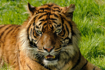 Fototapeta na wymiar portrait of a tiger