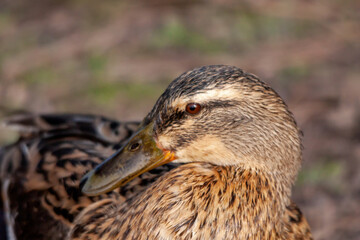 Tête de cane colvert en gros plan