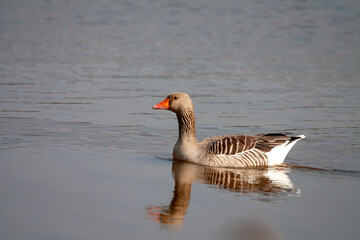 Oie cendrée, Anser anser, sur l'étang