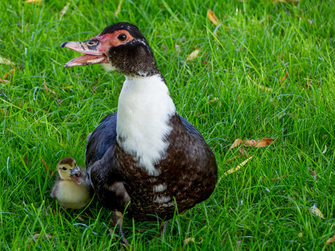Musk duck mother is protecting her duckling against preditors.