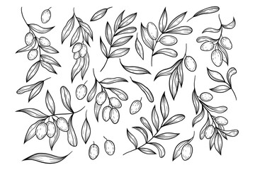 Hand drawn vector olive branch illustration. Isolated black linework olives clipart. Olives elements set. Graphic olives. © DRAWzdova