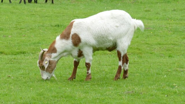 Ziege auf einer Wiese, Deutschland, Europa