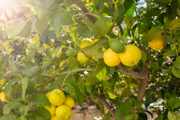 A bunch of fresh ripe lemons on a lemon tree branch in a sunny garden. copy space.