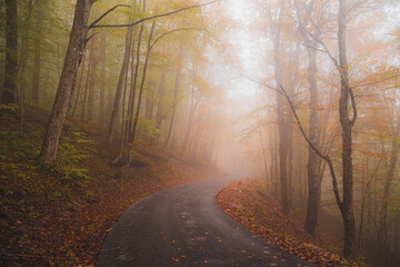 Obraz premium A peaceful colourful ethereal autumn scene on a foggy empty forest road in Plitvice Lakes National Park, Croatia.