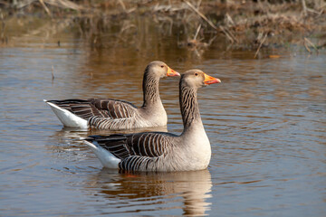 Oies cendrées, Anser anser, sur l'étang