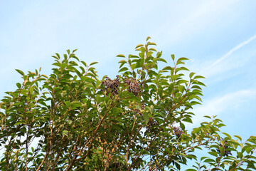 Fruit of Ligustrum lucidum in park