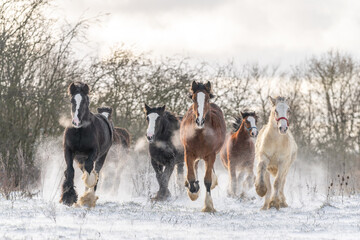 Beautiful big group of Irish cob horses fowls running wild in snow on ground towards camera through...