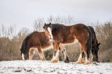 Fototapeta na wymiar Beautiful big group of brown Irish cob horses fowls standing wild in snow on ground towards camera in cold deep snowy winter field at sunset stood like shire horse visible breath outdoor
