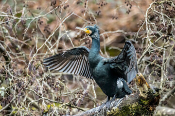 A great black cormorant sitting on a tree and spreading its wings to dry them in a pond called Jacobiweiher next to Frankfurt, Germany at a sunny day in winter.