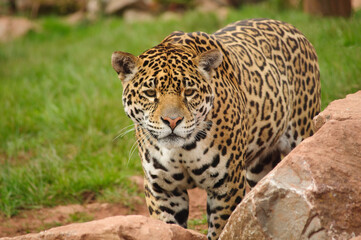 leopard in the zoo
