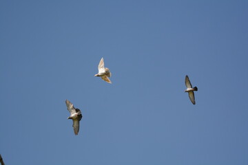 piccioni in volo