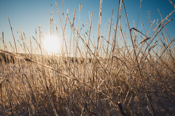Obraz premium Dry coastal reed over white snow, natural background photo
