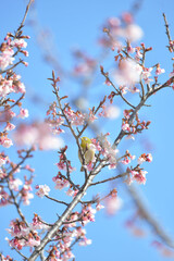 メジロと桜の花