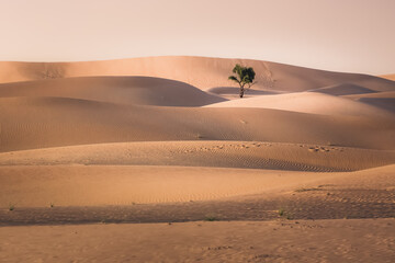 Golden sand dunes and a lone desert tree in a minimalist landscape at the Empty Quarter Desert (Rub' al Khali) near Abu Dhabi, UAE. - obrazy, fototapety, plakaty