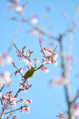 メジロと桜の花