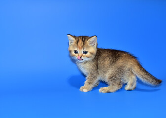 Fototapeta na wymiar Small kitten of the British chinchilla breed on blue background. Little cat. The cat (Felis catus) is domestic species of small carnivorous mammal. Domesticated species in family Felidae domestic cats