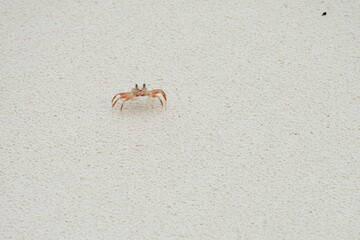 crab on the beach