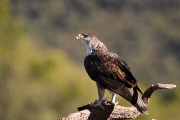 aguila perdicera en su posadero con una presa