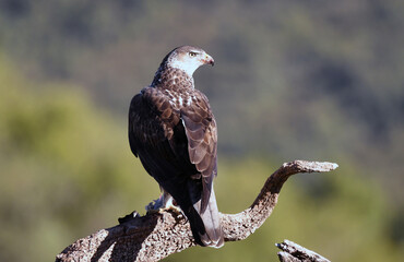 aguila perdicera en su posadero con una presa