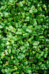 Fototapeta na wymiar microgreen Foliage Background. Close-up of broccoli 6 days microgreens. Seed Germination at home. Vegan and healthy eating concept. Sprouted basil germinated from high quality organic plant seed.