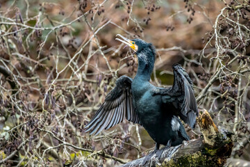A great black cormorant sitting on a tree and spreading its wings to dry them in a pond called Jacobiweiher next to Frankfurt, Germany at a sunny day in winter.