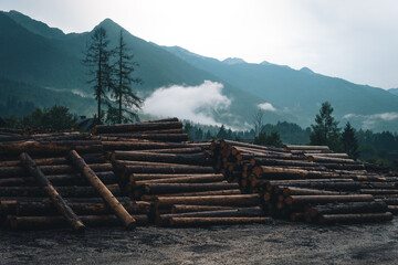 Fototapeta na wymiar Sawmill. Process of woodworking plant. Consequences of the riot of the elements, hurricane. Rows of stacked logs. Outdoor Slowenia