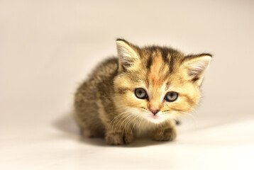 Small kitten of the British chinchilla breed. Little baby cat on white background. Babycat. Family cats and domestic kittens concept