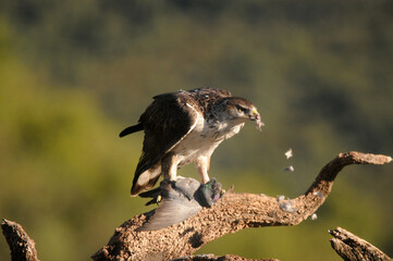 Aguila perdicera en la sierra extremeña