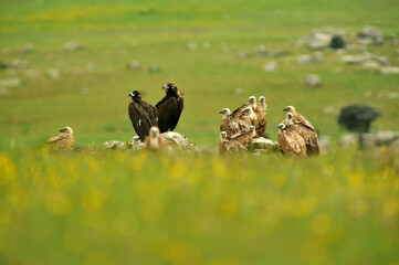 Buitres entre las flores en primavera