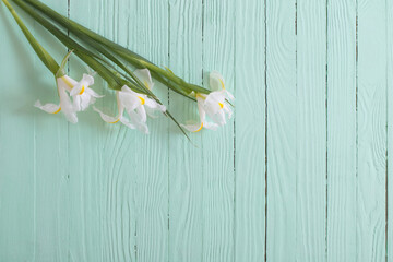 white iris on green wooden background