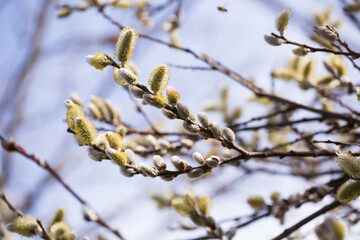 blooming fluffy shoots on willow branches in spring
