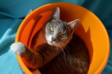 A cute short-haired cat sitting in a plastic bucket