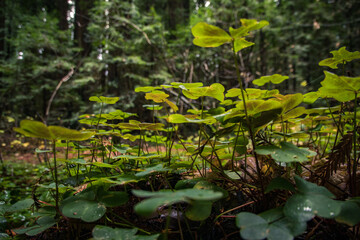 Maco photo in northern California 