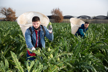 Naklejka premium Portrait of young farmer harvesting ripe artichoke buds in basket behind his back on farm field