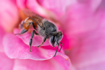 Photo of a Honey bee on a pink flower