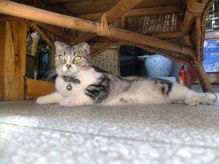 Alert cat under a chair looking into the camera