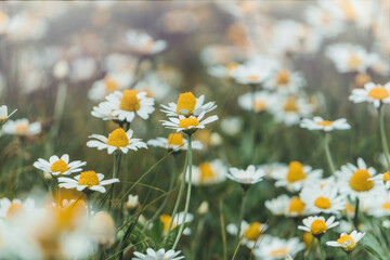 Blooming wild daisies in a sunny rustic meadow	