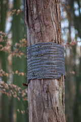 wood bark dress nature dream