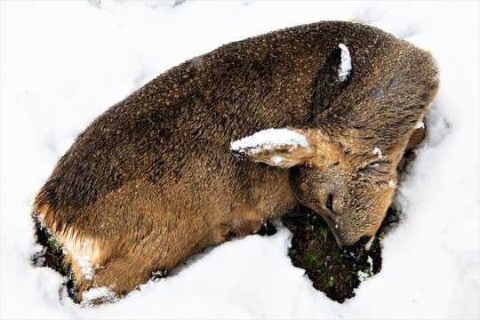Ein totes Rehkitz am Wegesrand  im Schnee - Da der Kadaver keine Schussverletzungen aufwies, ist zu vermuten, dass das Reh erfroren ist , oder durch einen Unfall gestorben ist.