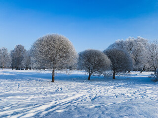 Frozen winter trees, blue sky background
