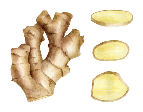 Watercolor ginger root with slices. Hand drawn ginger rhizome cross section illustration isolated on white background. Asian spice plant, ingredient for cooking, medicinal herb