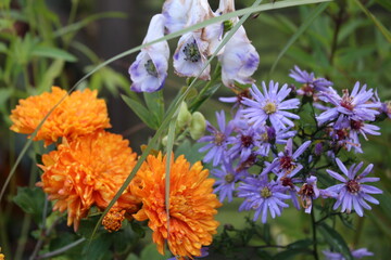 Close up of beautiful chrysanthemum orange flowers and violet with yellow centres with multi petals growing on green leaves plant bush in organic English garden in Summer sunshine  © Carmina
