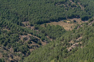 Fototapeta na wymiar pine forest in Sierra Nevada mountain