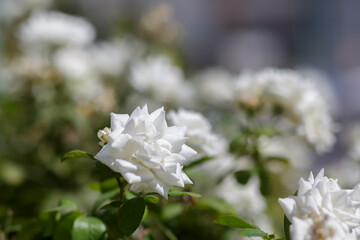 One white rose flower