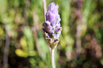 Small lavender