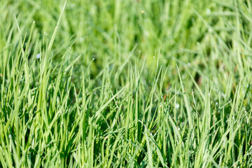 Green grass with dew