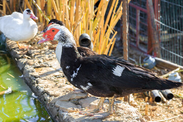 Black duck with white head and red face