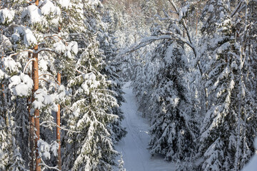 Aerial top view of snow covered forest with winter pathway.